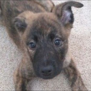 Meet your Posher, Ivy